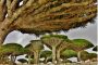 شجرة الحياةالأسطورة تسجل حضور في إكسبو 2020 دبي