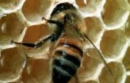 دراسات جديدة حول النحل اكل اللحوم