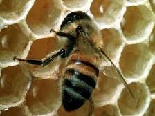 دراسات جديدة حول النحل اكل اللحوم