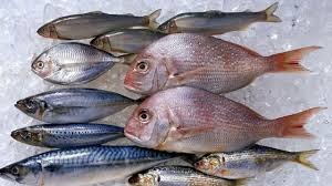 هيئة المصائد السمكية واسعار جديدة لبيع انواع الأسماك اليوم السبت 