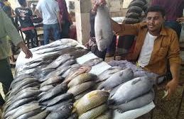 أسعار السمك اليوم الاربعاء في عدن