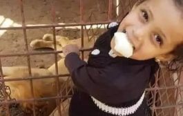 أسد يهاجم طفلة في حديقة الحيوان بمحافظة إب