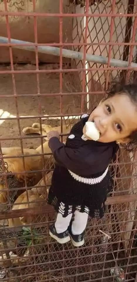 أسد يهاجم طفلة في حديقة الحيوان بمحافظة إب
