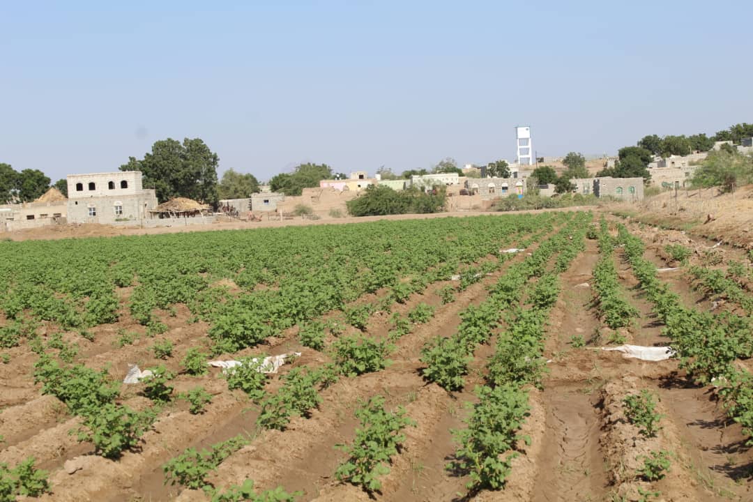 زراعة البطاطس كتجربة في مديرية تبن محافظة لحج