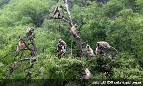 في واقعة غريبة مجموعة من القردة تفتك  ب 250 كلبا