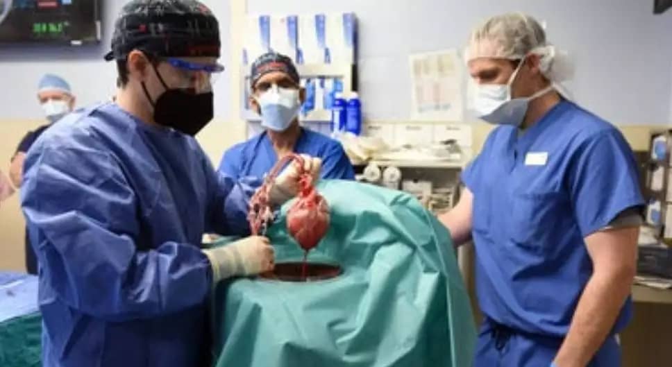 جراحون أميركيون ينجحون في زراعة قلب خنزير في إنسان.