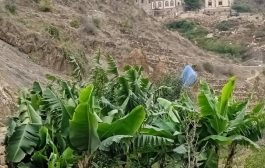 مواطن ينجح في زراعة الموز في جبال حطاط بيافع