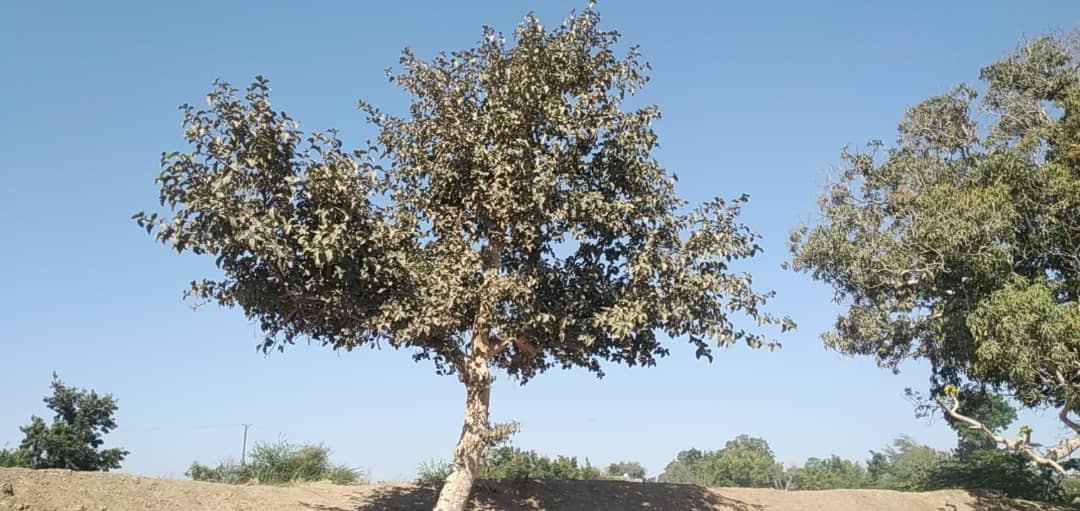 تعرف على شجرة الصابون في لحج وما تبقى منها 