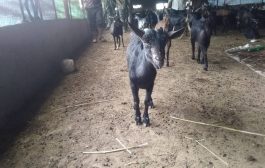 الضالع : ضبط تاجر يستورد ماشية فيها أمراض معدية