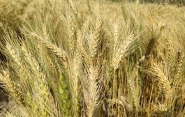 مزارع ينجح بزراعة القمح في أبين ويطالب بالدعم