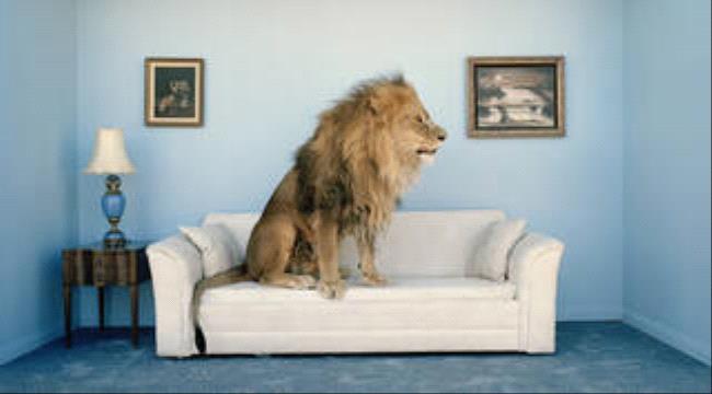 تجربة علمية تحول الأسود الشرسة إلى 