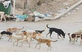 الكلاب المسعورة تهاجم وتقتل 50 رأس من الغنم بأحد مديريات شبوة