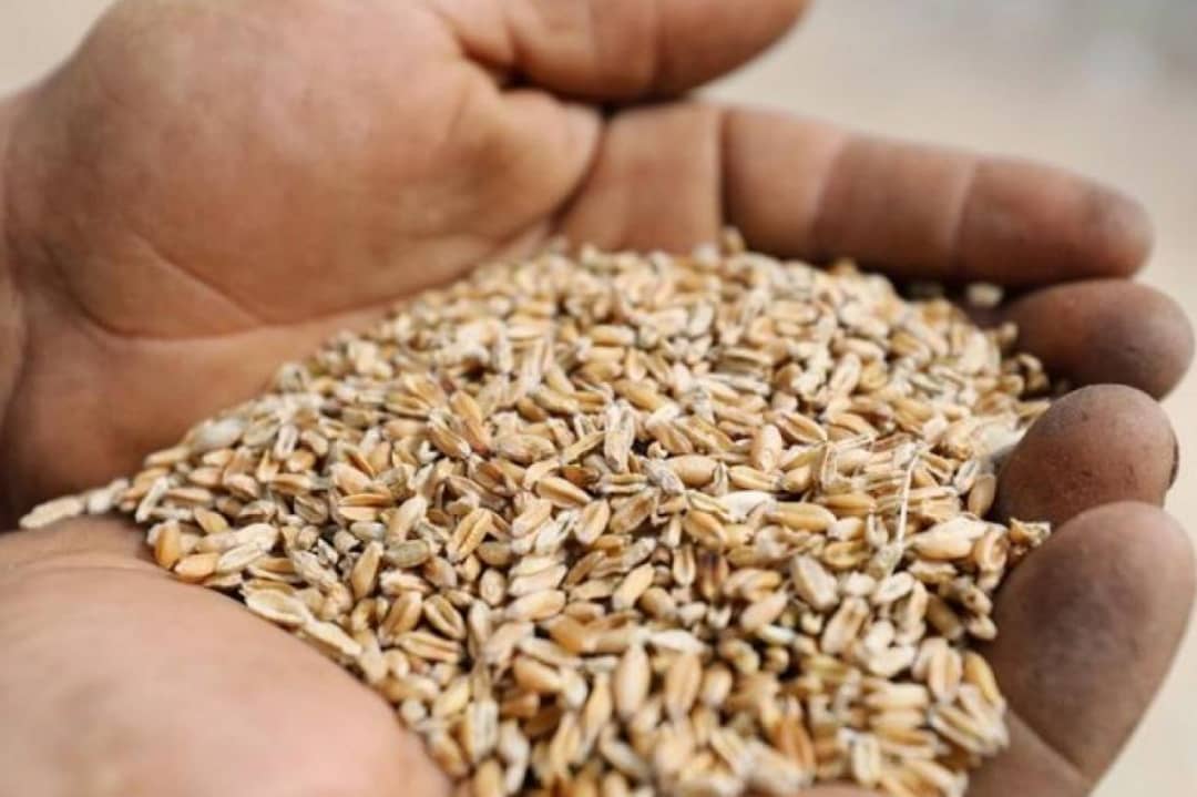 حظر صادرات القمح الهندي ضربة ثانية للأسواق العالمية