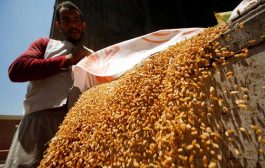 واردات القمح المصرية بوضع حرج من دون استثناء هندي