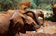 التغير المناخي يحول الأفيال الوديعة إلى متوحشة