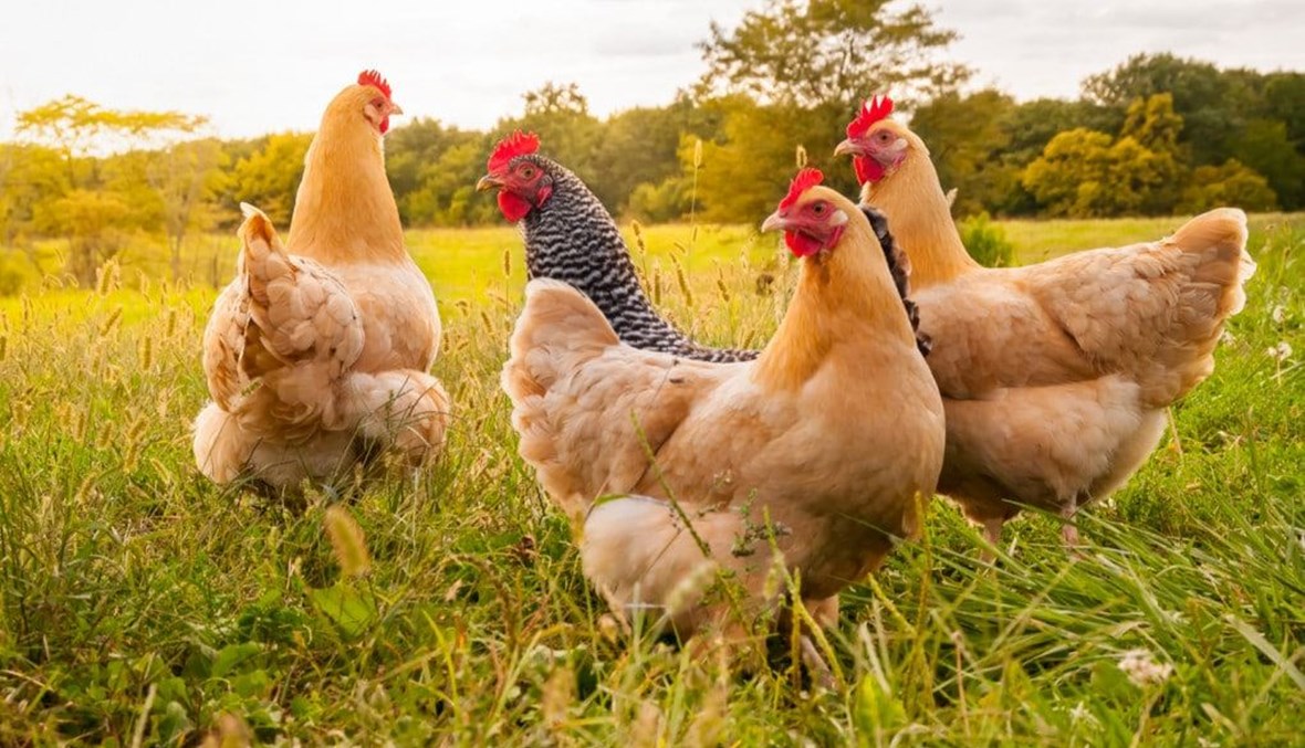 تجربة تايلاندية... حشيش الكيف للدجاج بدلاً من المضادات الحيوية