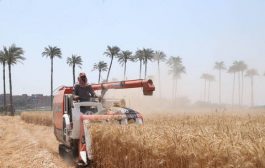 سوق القمح العالمية.. أكبر مصدري ومشتري القمح بينهم 3 دول عربية