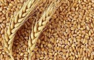 اليمن تقر استيراد 500 ألف طن من القمح من الهند وبولندا