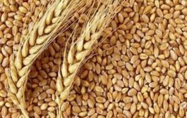 اليمن تقر استيراد 500 ألف طن من القمح من الهند وبولندا