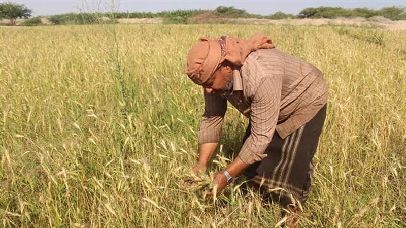 لتحقيق أمن غذائي طويل الأمد.. خطط حكومية لزراعة القمح