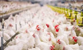 بسبب الحرارة : نفوق شحنة دجاج على خط محافظتي عدن وأبين 