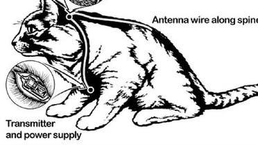 بالقرن الماضي.. حاولت أميركا تجنيد القطط للتجسس على موسكو