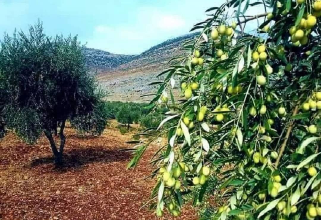 تقرير حقوقي يكشف كيف أثرى زيتون عفرين خزائن الاحتلال التركي