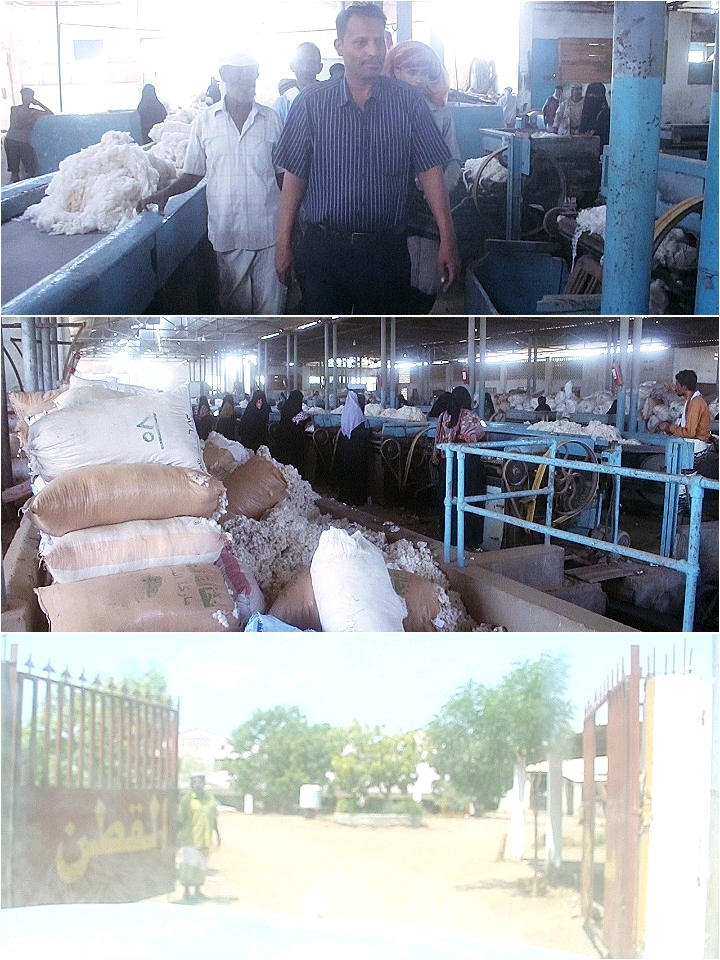 محافظ أبين يدشن عملية حلج القطن طويل التيله 