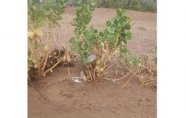 السيول تجرف مئات الألغام الى مناطق مأهولة بالسكان في مارب