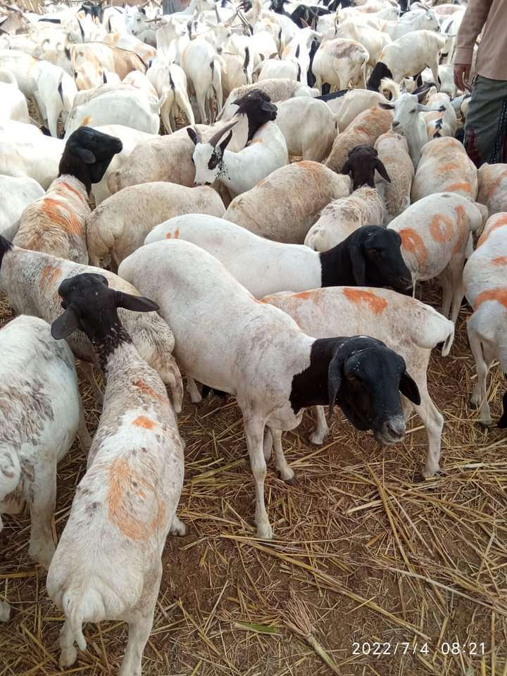 غدا وبعد غدا : مرفق حكومي في عدن يعلن صرف أضاحي العيد لموظفيه وللمتقاعدين والمتوفيين 