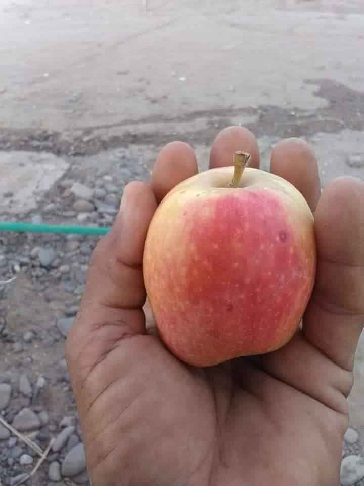 نجاح زراعة تفاح احمر في لحج