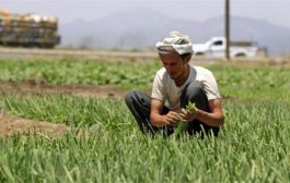 مليشيات الحوثي تجند المزارعين في حربها العبثية