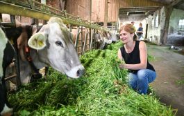 علماء يبحثون تخفيض انبعاثات غاز الميثان من الأبقار