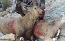 صور قتل حيوانات برية نادرة في شبوة وحضرموت تثير حالة من الغضب والاستهجان