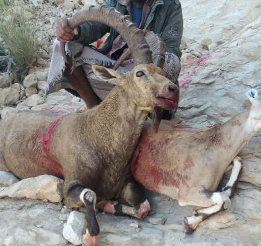 صور قتل حيوانات برية نادرة في شبوة وحضرموت تثير حالة من الغضب والاستهجان