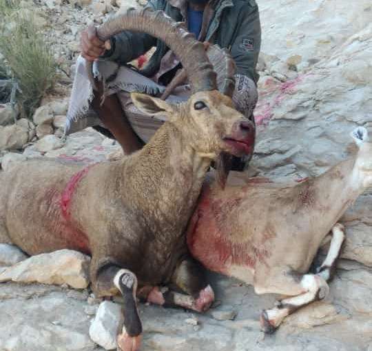 صور قتل حيوانات برية نادرة في شبوة وحضرموت تثير حالة من الغضب والاستهجان