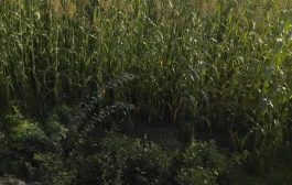 لحج وإعادة زراعة القمح في مناطق تبن