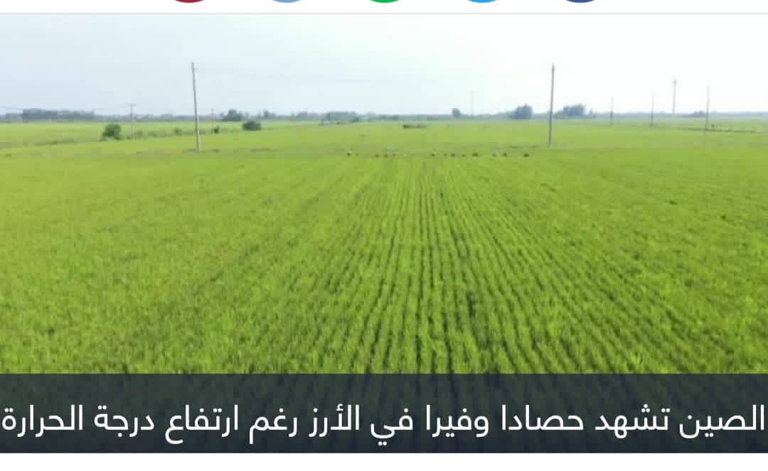 الصين تشهد حصادا وفيرا في الأرز رغم ارتفاع الحرارة