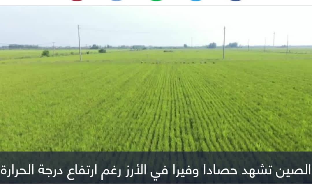 الصين تشهد حصادا وفيرا في الأرز رغم ارتفاع الحرارة