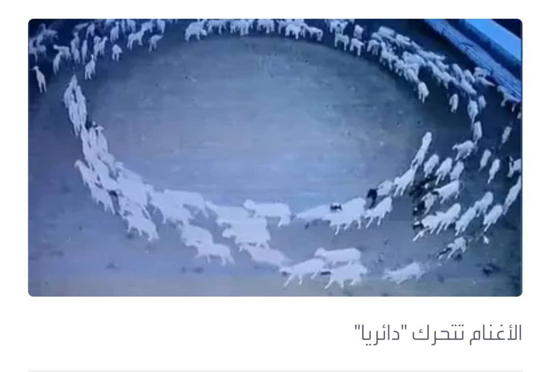 شاهد ظاهرة مخيفة تحير العلماء.. أغنام تسير بحلقة دائرية لـ12 يوماً متواصلة