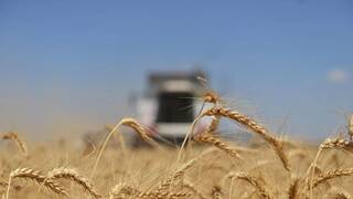 منظمة التجارة العالمية تتوقع انخفاض في أسعار الحبوب المنتجات الزراعية