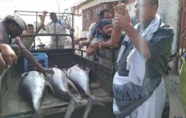مكتب الاشغال العامة بزنجبار يضبط عدد من الاسماك التالفة بالسوق المركزي