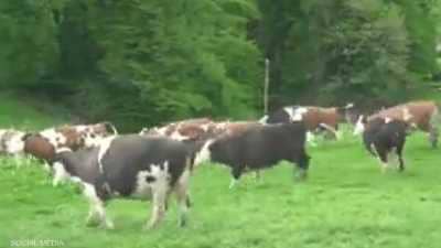 فيديو.. الأبقار في كندا تنفذ 