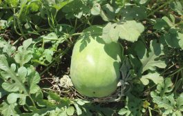 بعد إنقطاع دام قرابة 30 عاما مزارع لحج تعاود زراعة ثمرة البطيخ