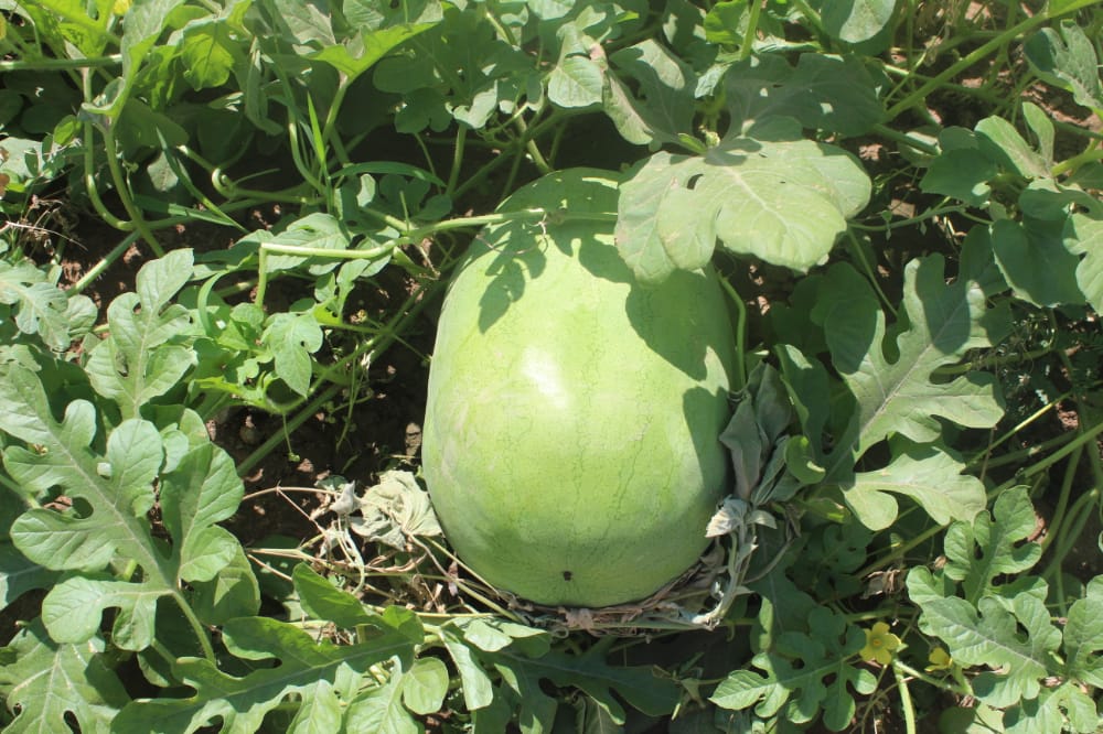 بعد إنقطاع دام قرابة 30 عاما مزارع لحج تعاود زراعة ثمرة البطيخ