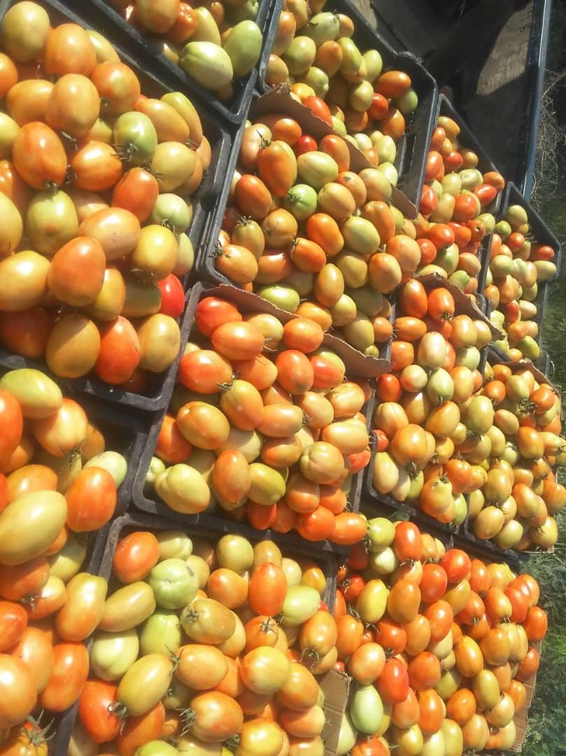 الطماطم اللحجي في الأسواق المحلية .. الاسعار وأسباب الانخفاض 