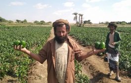 زراعة البيبار الأخضر تجرية ناجحة في منطقة بمديرية تبن لحج
