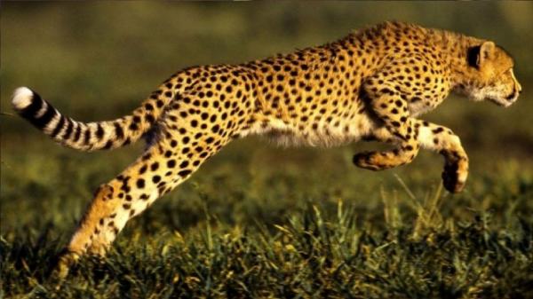 فهد هارب يهاجم سكان ولاية هندية ويوقع أكثر من 10 اصابات