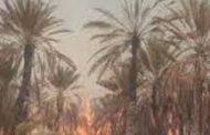 إخماد حريق في مزارع النخيل بمديرية غيل باوزير