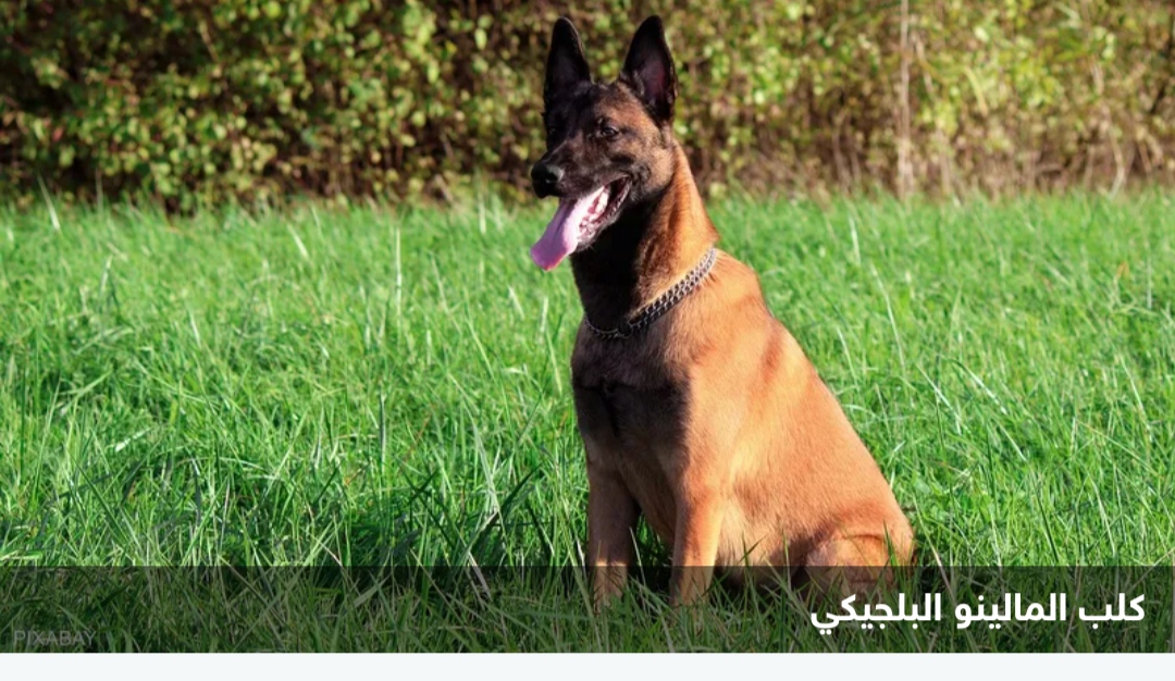 نجم الأرجنتين يختار أشرس كلب لحماية 